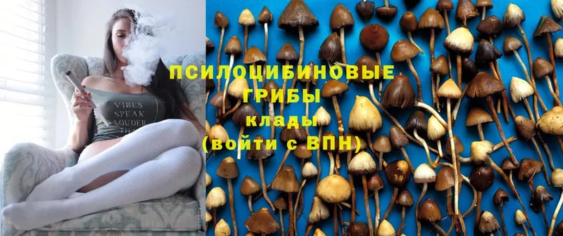 Псилоцибиновые грибы GOLDEN TEACHER  Новосиль 